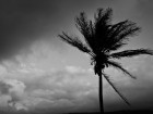 Tropical-Storm